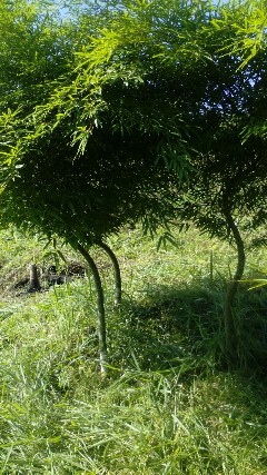 Foto 1 - Bambu mosso